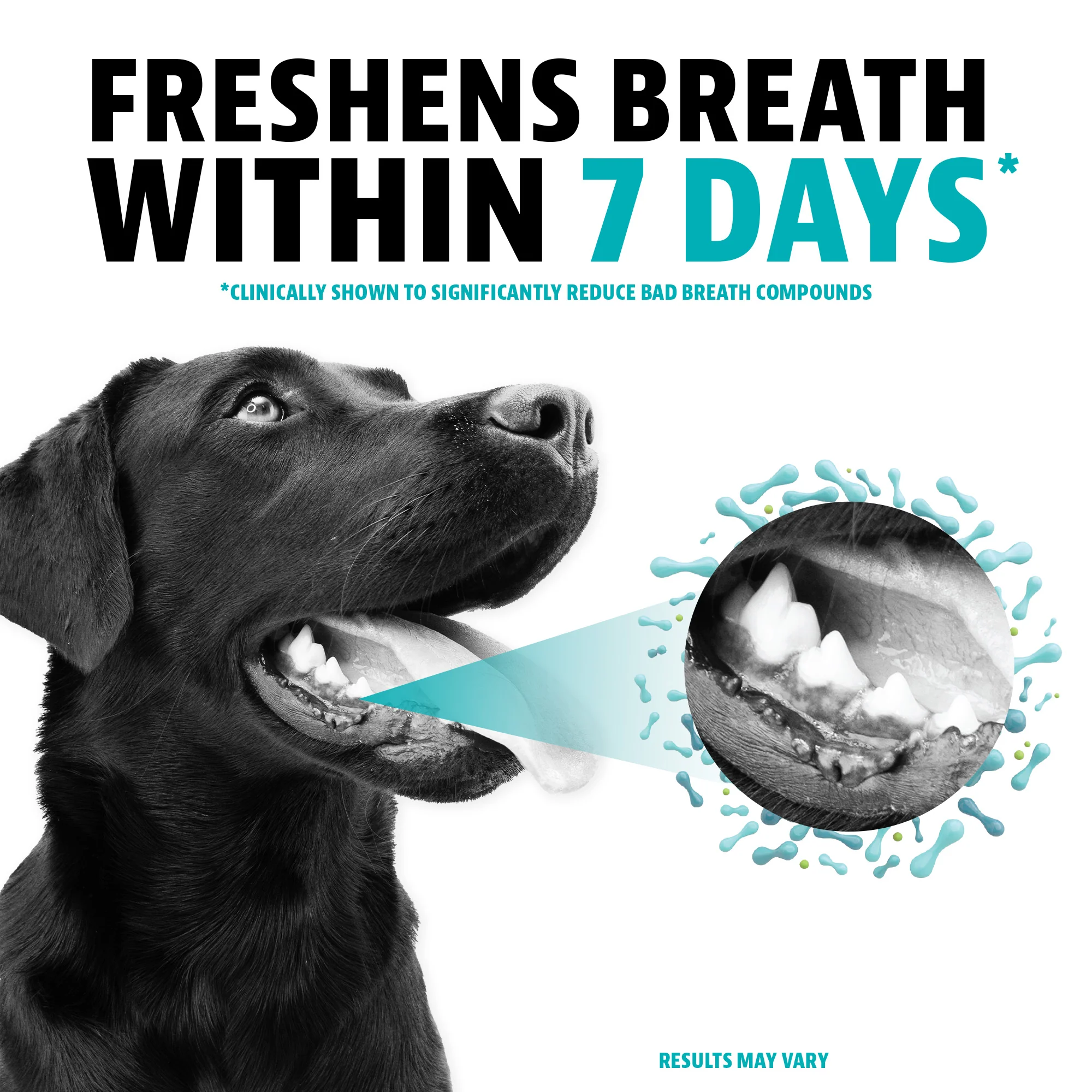Dental Powder for Dogs - Image 6